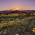 Desert Vitality