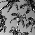 Palms Up I