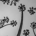 Palms Up II