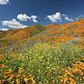 flora 4