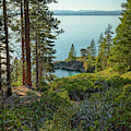Tahoe Blues 19